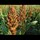 Sorghumhirse